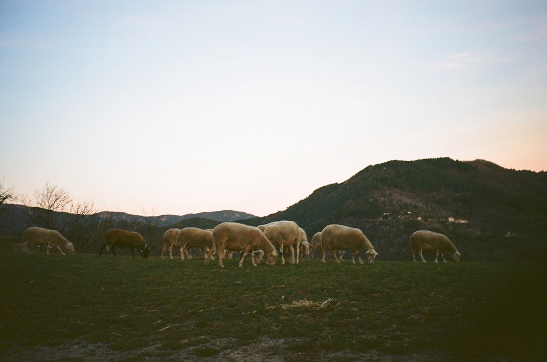 Psalm 23 – dlaczego jest tak ważny dla chrześcijan?